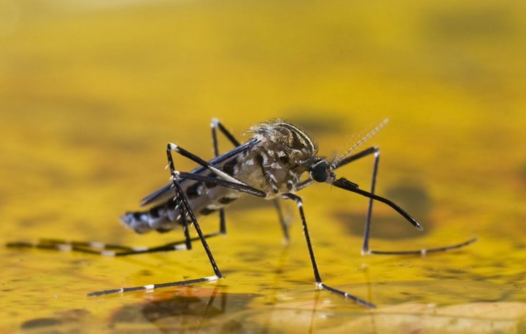 mosquito fiebre amarilla
